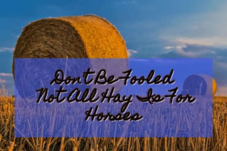 Not All Hay Is For Horses