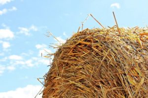 Don't Be Fooled: Not All Hay Is For Horses
