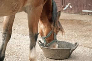 The First Step To Eating Healthy, For A Horse