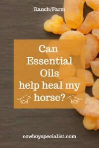 Can essential oils help heal your horse?