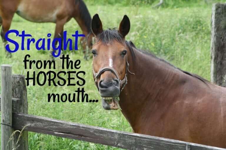 Straight from the horses mouth...or teeth