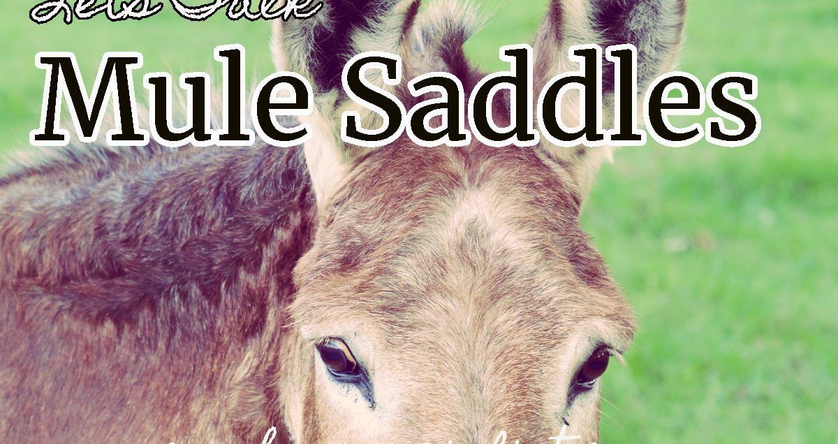 Lets Talk Mule Saddles