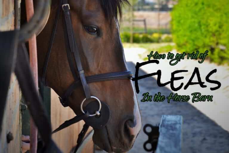 How to get rid of Fleas in the horse barn