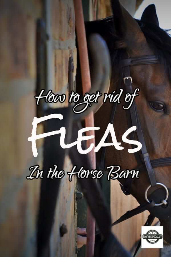 How to get rid of fleas in the horse barn