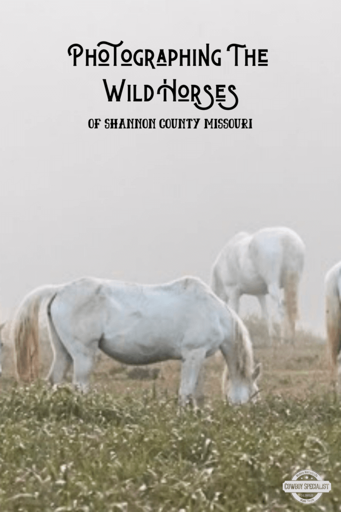 Photographing The Wild Horses