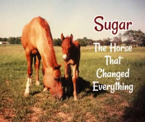 Sugar: The horse that changed everything